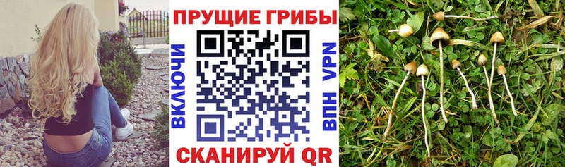 Галлюциногенные грибы мицелий  Купить где  Строитель 